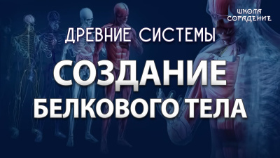 Создание белкового тела