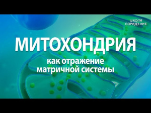 Митохондрия как отражение матричной системы в человеке