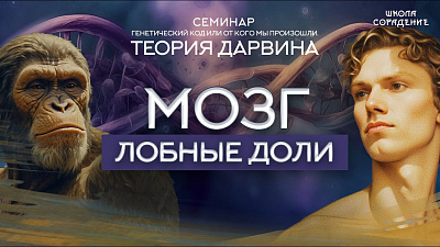 Картинка мозг. лобные доли от школы Сорадения